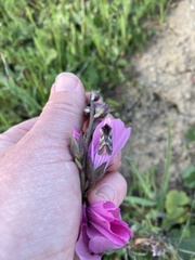 Schinia pulchripennis