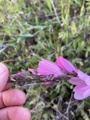 Schinia pulchripennis