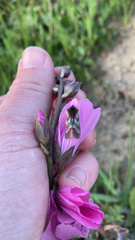 Schinia pulchripennis