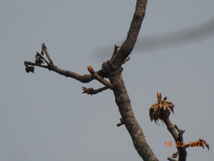 Madhuca longifolia latifolia