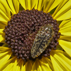 Acmaeodera labyrinthica