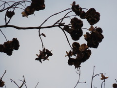 Terminalia elliptica