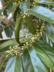 Piparea dentata