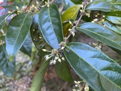 Piparea dentata