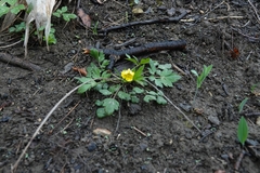 Ranunculus hispidus nitidus