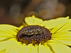 Acmaeodera labyrinthica
