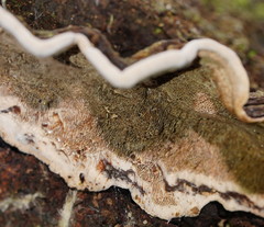 Datronia brunneoleuca