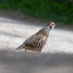 Alectoris rufa