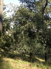 Quercus