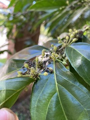 Piparea dentata