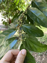 Piparea dentata