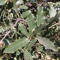 Quercus