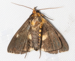 Fodina ostorius