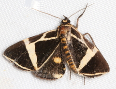Fodina ostorius