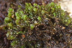 Scapania undulata