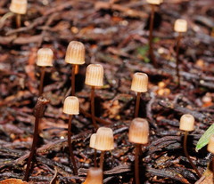 Mycena mamaku