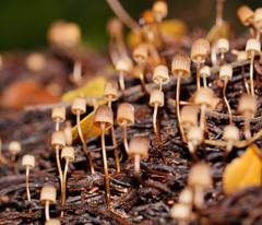 Mycena mamaku