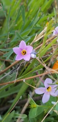 Leptosiphon androsaceus