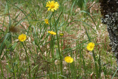 Doronicum plantagineum