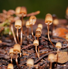 Mycena mamaku