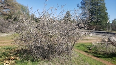 Prunus subcordata