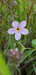Leptosiphon androsaceus
