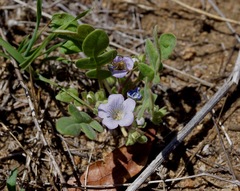 Phacelia douglasii