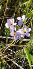 Leptosiphon androsaceus