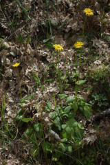 Doronicum plantagineum
