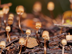 Mycena mamaku