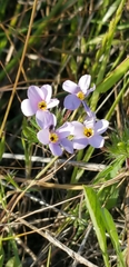 Leptosiphon androsaceus