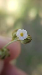 Plagiobothrys greenei