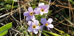 Leptosiphon androsaceus