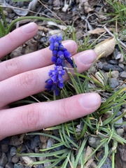 Muscari