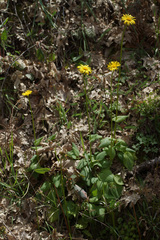 Doronicum plantagineum