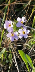 Leptosiphon androsaceus