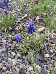 Muscari