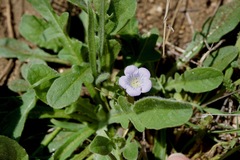 Phacelia douglasii