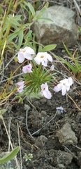 Leptosiphon androsaceus