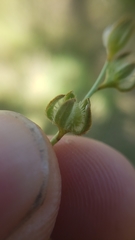 Plagiobothrys greenei