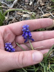 Muscari