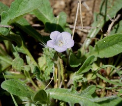 Phacelia douglasii