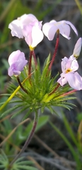Leptosiphon androsaceus
