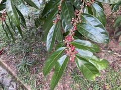 Piparea dentata