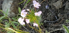 Leptosiphon androsaceus