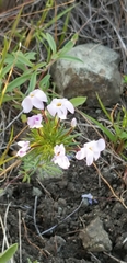 Leptosiphon androsaceus