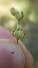 Plagiobothrys greenei