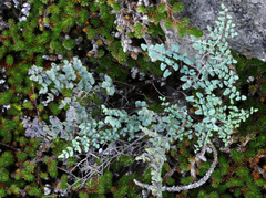 Argyrochosma microphylla