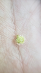 Plagiobothrys greenei