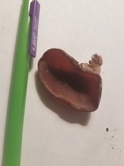 Auricularia